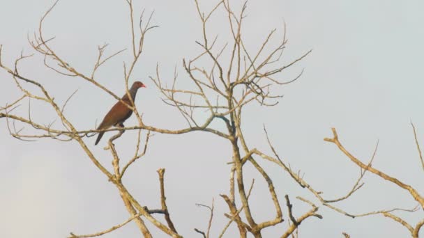 Pigeon Échelle Réduite Assis Sur Branche Dans Forêt Tropicale Pipeline — Video