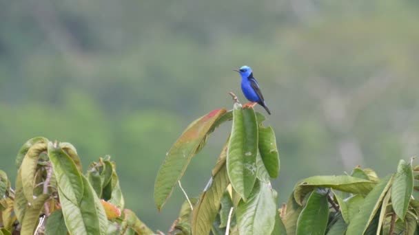 Blue Dacnis Sentado Topo Árvore Rainforest Pipeline Road Panamá — Vídeo de Stock