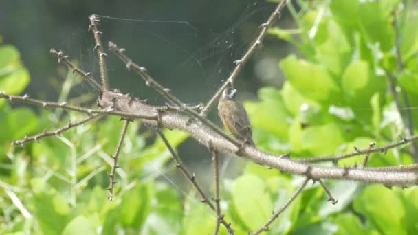 Flycatcher Sentado Rama Del Árbol Pipeline Road Panamá — Vídeos de Stock