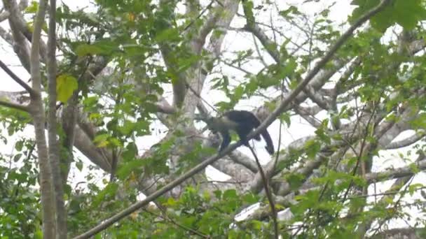 Branco Enfrentou Capuchinho Pulando Floresta Tropical Pipeline Road Panamá — Vídeo de Stock