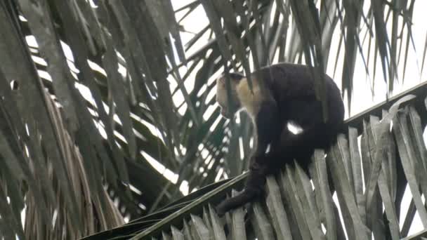 Vita Inför Capuchin Sitter Träd Regnskogen Pipeline Road Panama — Stockvideo