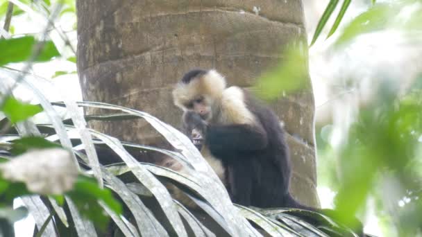 Vita Inför Capuchin Sitter Träd Regnskogen Pipeline Road Panama — Stockvideo