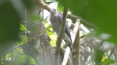 Yağmur ormanlarında, boru hattı Road, Panama kuşlar için seyir Şahin