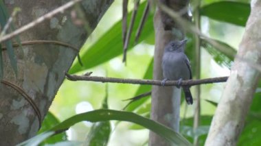 Ağaç Dalı, boru hattı Road, Panama üzerinde oturan Antbird