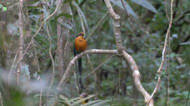 Kızılca Motmot oturan Branch, boru hattı Road, Panama