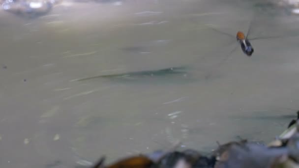 Libelle Legt Eier Pool Pipeline Straße Panama — Stockvideo