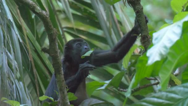 Обезьяна Ревун Дереве Тропическом Лесу Серро Хойя Панама — стоковое видео