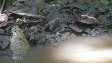 Yusufçuk yumurta havuzu, boru hattı Road, Panama