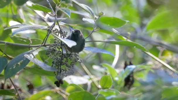 Cloud Forest Bird Sitting Branch Volcan Baru Panama — Stock Video