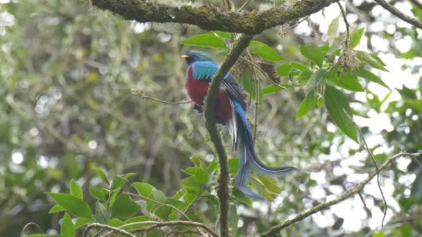 Quetzal Risplendente Variopinto Sul Ramo Dell Albero Nella Foresta Pluviale — Video Stock