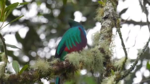 熱帯雨林の木の枝にカラフルな輝くケツァール — ストック動画