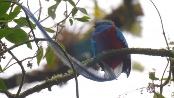 Quetzal Risplendente Variopinto Sul Ramo Dell Albero Nella Foresta Pluviale — Video Stock