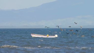 Kahverengi Pelikan uçan ve mavi deniz üzerine, Panama balıkçılık