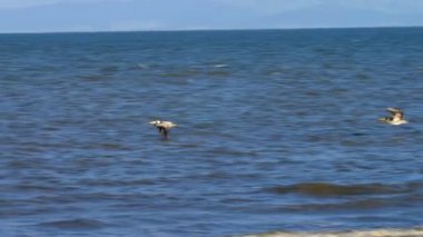 Kahverengi Pelikan uçan ve mavi deniz üzerine, Panama balıkçılık