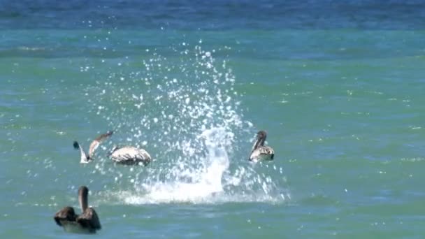 Pelícanos Marrones Volando Pescando Sobre Mar Azul Panamá — Vídeos de Stock