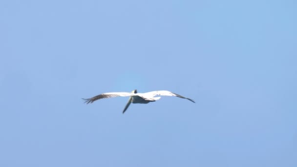 Pelicano Marrom Voando Céu Azul Panamá — Vídeo de Stock