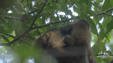 Uluyan maymun ve yağmur ormanları Cerro Hoya Milli Parkı, Panama ağacında bebeğim