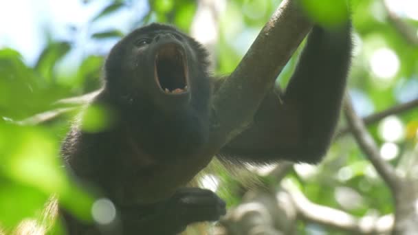 Singe Hurleur Sur Arbre Dans Forêt Tropicale Parc National Cerro — Video