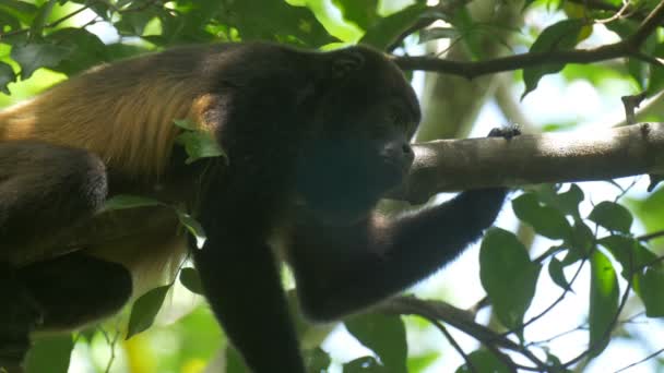 Singe Hurleur Sur Arbre Dans Forêt Tropicale Parc National Cerro — Video