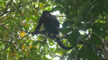 Uluyan maymun ve yağmur ormanları Cerro Hoya Milli Parkı, Panama ağacında bebeğim