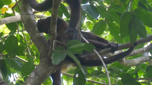 Monyet Howler Dan Bayi Pohon Hutan Hujan Cerro Hoya Taman — Stok Video