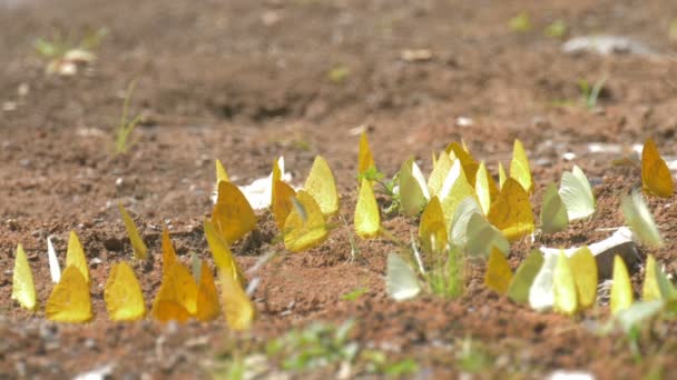 Close View Green Yellow Butterflies Sitting Ground Cerro Hoya National — Stock Video