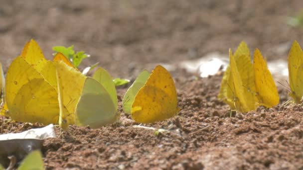 Vista Cercana Mariposas Verdes Amarillas Sentadas Suelo Parque Nacional Cerro — Vídeos de Stock