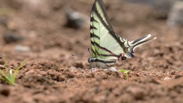 Stäng Fjäril Sitter Marken Cerro Hoya Nationalpark Panama — Stockvideo