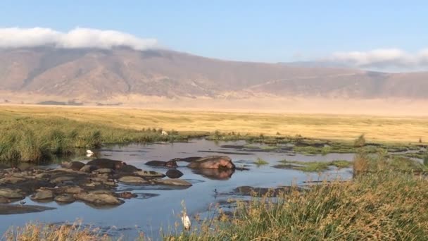 Çapkın Ngorongoro Milli Parkı Içinde Tanzanya Krater — Stok video
