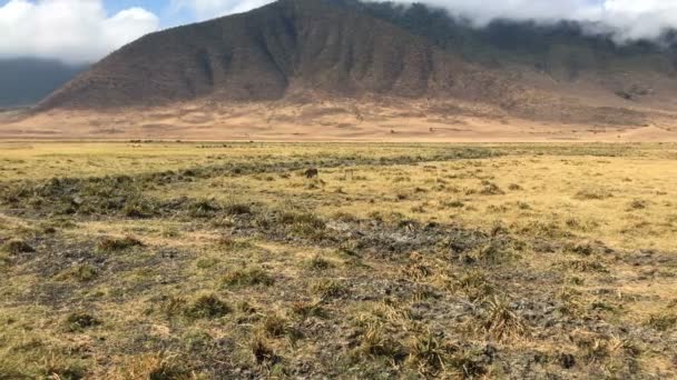 Λιοντάρι Στο Εθνικό Πάρκο Ngorongoro Κρατήρα Τανζανία — Αρχείο Βίντεο