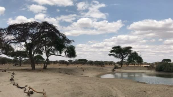 Олені Біля Озера Tarangire Національному Парку Танзанії — стокове відео