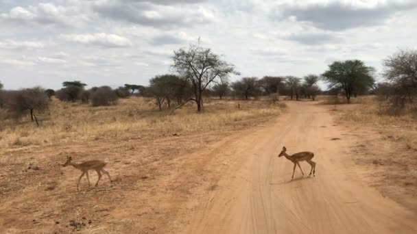 Deers Tarangire National Park Tanzania — Stock Video