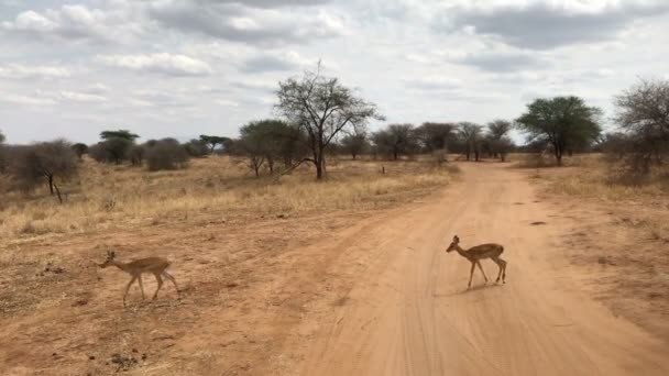 Veados Parque Nacional Tarangire Tanzânia — Vídeo de Stock