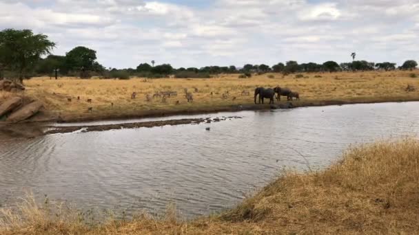 Слон Зебра Рядом Водой Танзания — стоковое видео