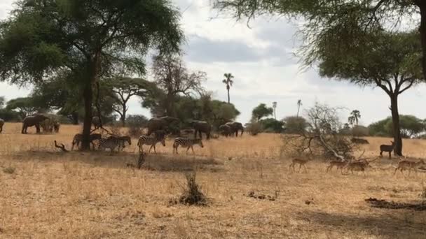 Elefante Zebra Parque Nacional Tarangire Tanzânia — Vídeo de Stock