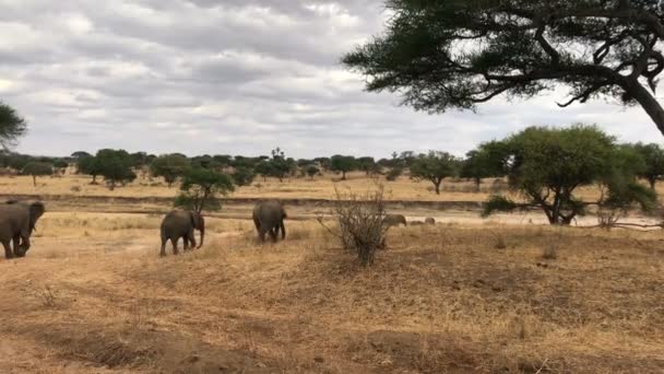 坦桑尼亚塔兰格国家公园的大象 — 图库视频影像
