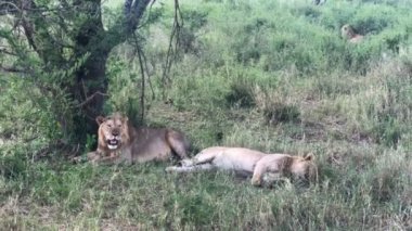 Serengeti Milli Parkı Tanzanya dinlenme Linos