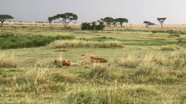 Underbara Lejon Serengeti National Park Tanzania — Stockvideo