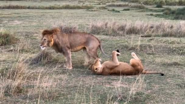 Великолепные Львы Национальном Парке Серенгети Танзания — стоковое видео