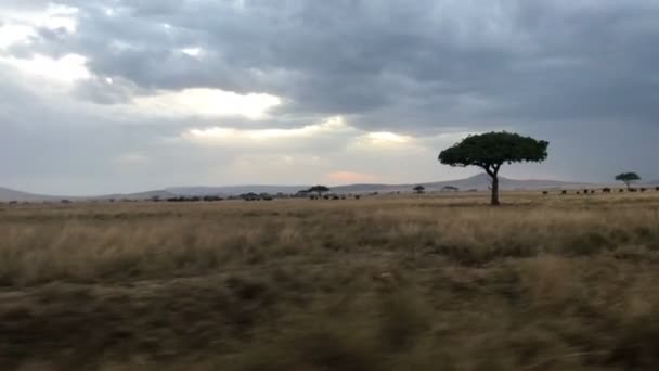 Parque Nacional Serengeti Drive Paisagem Tanzânia — Vídeo de Stock