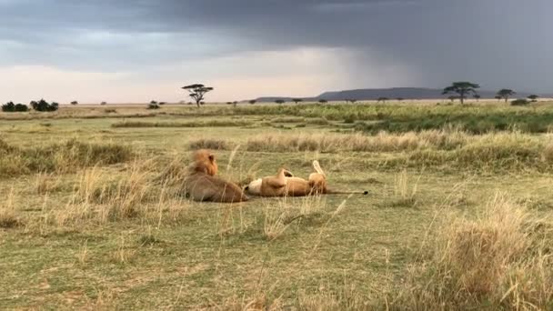 Leões Lindos Parque Nacional Serengeti Tanzânia — Vídeo de Stock