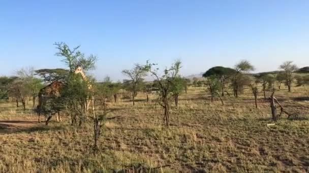 Tanzanya Zürafalar Serengeti Ulusal Parkı — Stok video