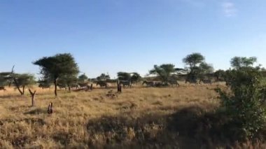 Serengeti Ulusal çalıştıran zebralar Tanzanya park