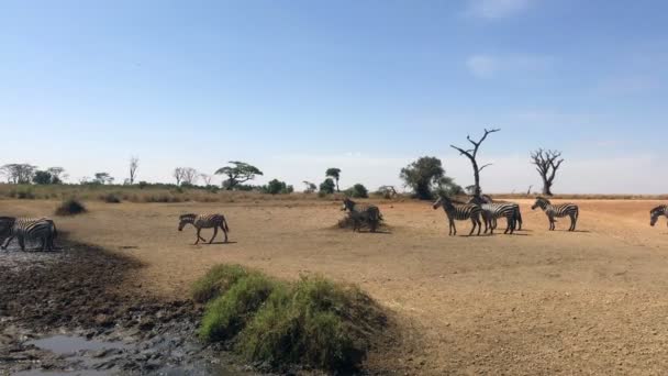 在坦桑尼亚塞伦盖蒂国家公园奔跑的斑马 — 图库视频影像