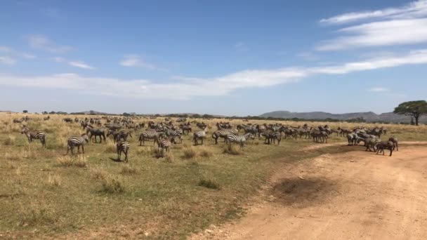 Зебр Працює Серенгеті Національного Парку Танзанії — стокове відео