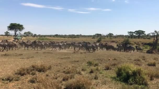 Serengeti Ulusal Çalıştıran Zebralar Tanzanya Park — Stok video