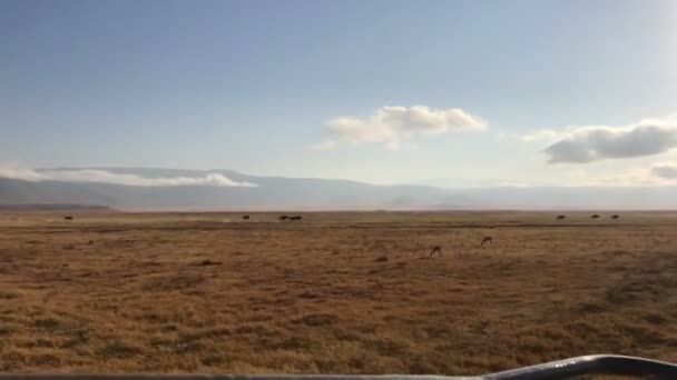 Ngorongoro Milli Park Alanında Çalışan Gnu Tanzanya Krater — Stok video