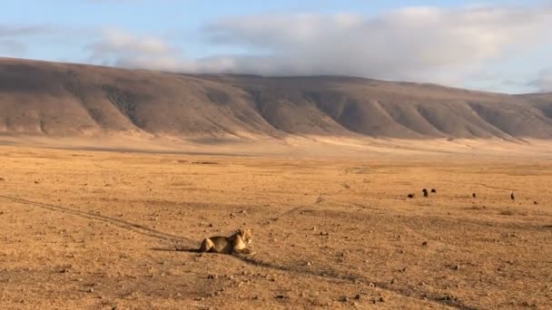 Lion Dans Cratère Parc National Ngorongoro Tanzanie — Video