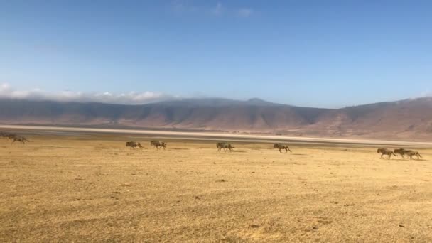 Gnu Працює Нгоронгоро Національному Парку Кратер Танзанії — стокове відео