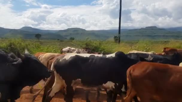 Дневной Снимок Коров Дороге Уганды — стоковое видео